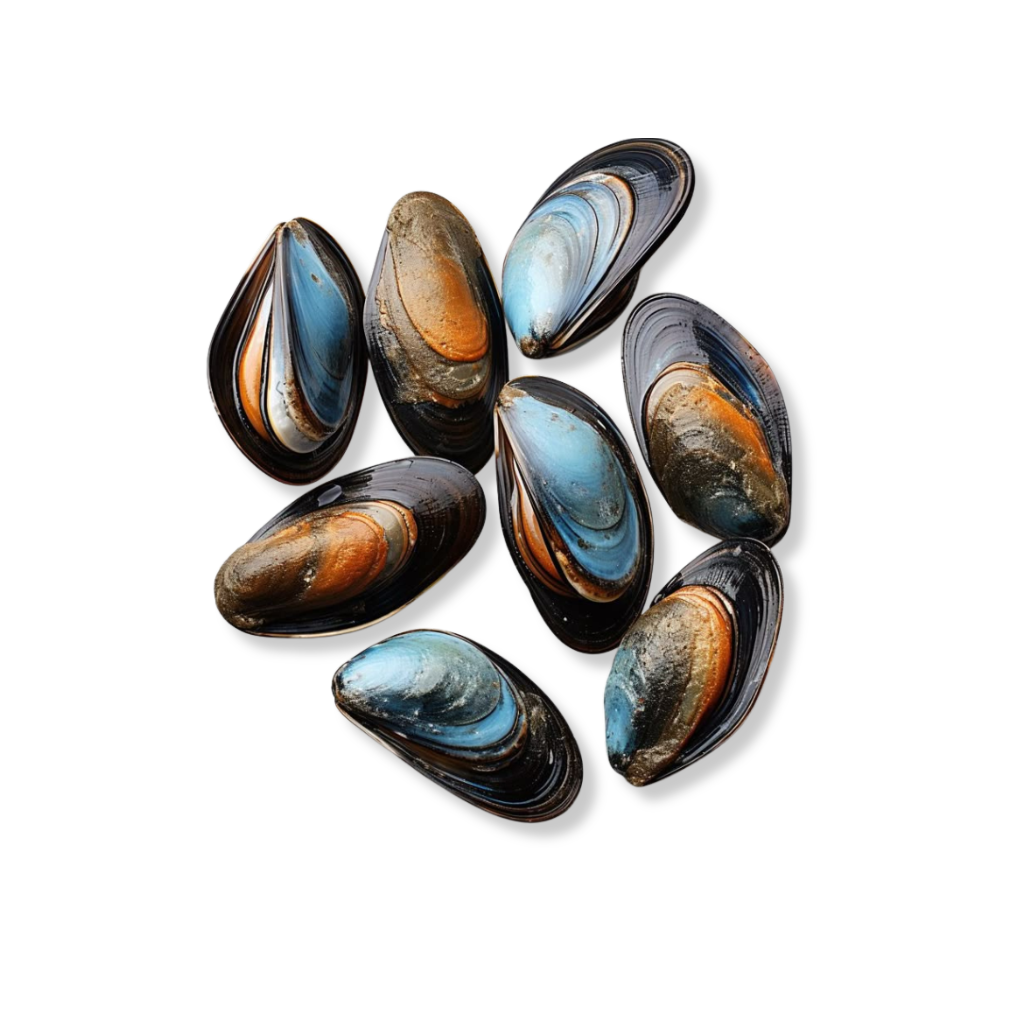 Frozen Whole Black Mussels Norway (40/50)